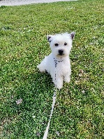 Étalon West Highland White Terrier - Pensy du Moulin de la Terrasse