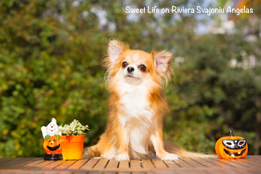 Chihuahua - Sweet life on riviera svajoniu angelas