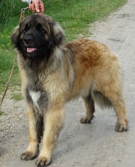 Les Leonberger de l'affixe   du clos de l'imagerie