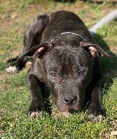 Étalon American Staffordshire Terrier - Rio black chronos of American Feeling