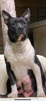 Étalon American Staffordshire Terrier - Natasha romanoff black widow Of Silver Mills