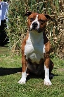 Étalon American Staffordshire Terrier - Pablo escobar Of Pride Winners