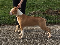 Étalon American Staffordshire Terrier - Pandora Du Domaine De Roujus