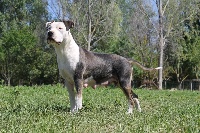 Étalon American Staffordshire Terrier - Pin up Du Mas D'Elna