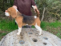 Étalon Beagle - Ritournelle De La Croix Des Bruyeres