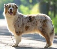 Étalon Berger Australien - Lassie red des Gardiens d'Hadès
