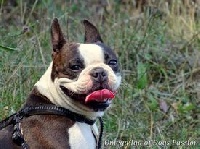 Étalon Boston Terrier - Oméga iga of' dogs passion (Sans Affixe)