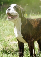 Étalon Boxer - Selena des fideles compagnons d uxen