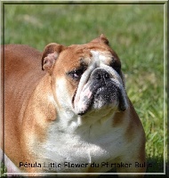 Étalon Bulldog Anglais - Petula little flower du Pfirtaker Bulls