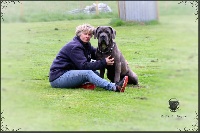 Étalon Cane Corso - Pacha du Gilwesk