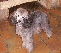Ornella grey Osiris D'Aquitaine