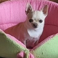 Étalon Chihuahua - Perle domaine san sebastian
