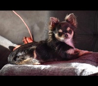 Étalon Chihuahua - R'mes Des Anges De Luna