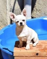 Étalon Chihuahua - Petite hope Du Clos Shooting Star