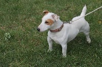 Étalon Jack Russell Terrier - Popeye du domaine de la Rocherie