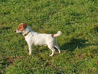 Étalon Jack Russell Terrier - Poomba vom Konigsweiler