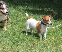 Étalon Jack Russell Terrier - Romy Du champ de l'ormeau
