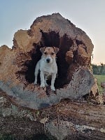 Étalon Jack Russell Terrier - Rayonne de Plume et de Laine