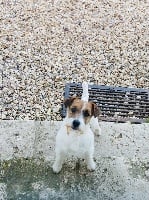 Étalon Jack Russell Terrier - CH. Nanny macphe Des Joyaux De La Pompadour