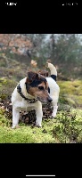 Étalon Jack Russell Terrier - Jude D'amour de la barbottiere