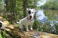 Étalon Jack Russell Terrier - Olly du moulin sault (Sans Affixe)