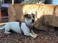 Étalon Jack Russell Terrier - Max de la pinkinerie (Sans Affixe)