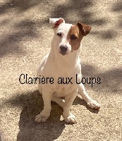 Étalon Jack Russell Terrier - O vive du Domaine de la Clairiere aux Loups