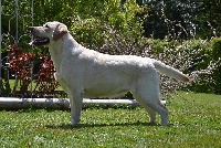 Étalon Labrador Retriever - Hunting Friend Polar star