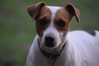 Étalon Parson Russell Terrier - Juice Des fields du real