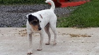 Étalon Parson Russell Terrier - Inox Du site corot