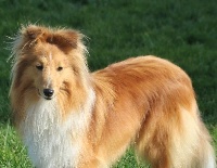 Étalon Shetland Sheepdog - Philaé blonde du Cèdre Enchanté