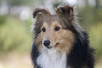 Étalon Shetland Sheepdog - P'tite lilou De chiroulet