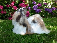 Étalon Shih Tzu - CH. La vie est belle Taihe Dian