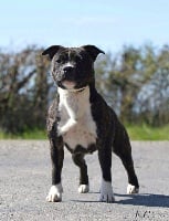 Étalon Staffordshire Bull Terrier - Remember me Of The Black Pearl Island