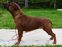 Étalon Staffordshire Bull Terrier - Pouf (Sans Affixe)