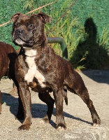 Étalon Staffordshire Bull Terrier - Maryline moneroe Empire Of The Red Angel