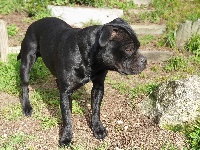 Étalon Staffordshire Bull Terrier - Stafficionados Panama