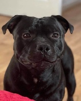 Étalon Staffordshire Bull Terrier - Poursuit ofhapiness Of The Guardian's Mind