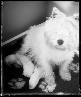 Étalon West Highland White Terrier - O de rose des vallées de la Rocha