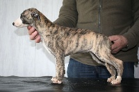 Étalon Whippet - Sharon von Hoëhenzoller