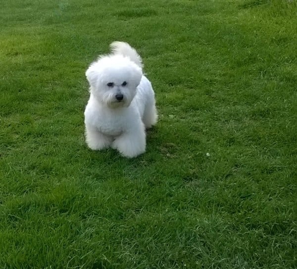 Parker Von Bereich Sandalvi