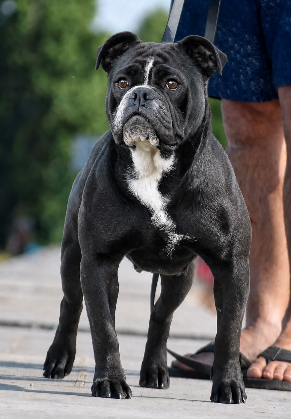 Les Bulldog continental de l'affixe   Killy'rena