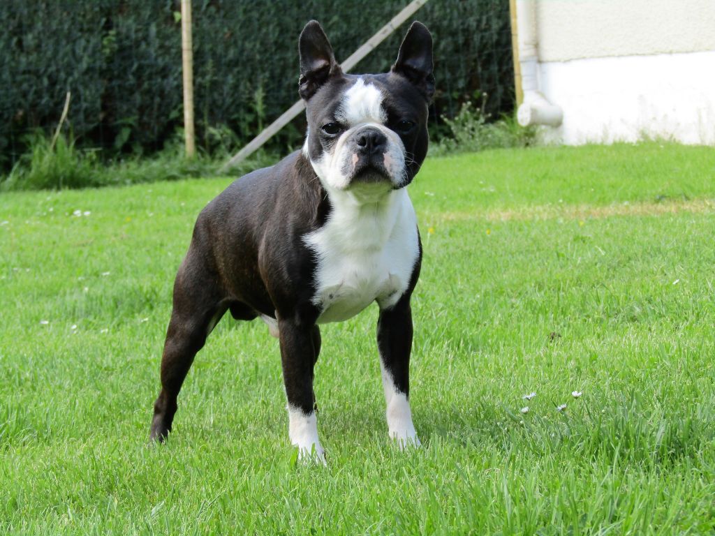 Les Boston Terrier de l'affixe   One Way Ticket