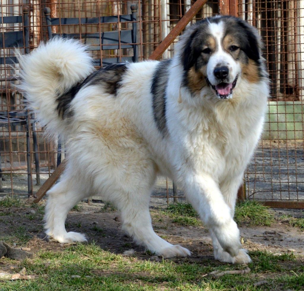 Chien Elevage De La Vallée De La Risle eleveur de chiens Berger de