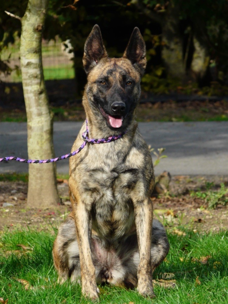Débardeur Berger Hollandais Coloré Splash - Pour Chien, Léger Et Confortable