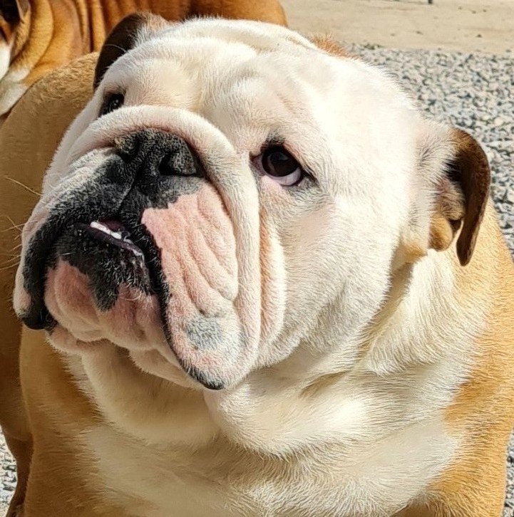 buck and sons Marylin mason dit koby junior