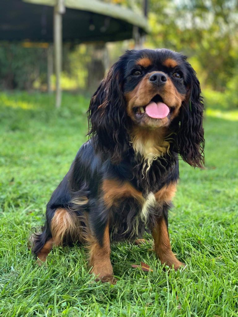 Les Cavalier King Charles Spaniel de l'affixe   du Domaine de la Clarence