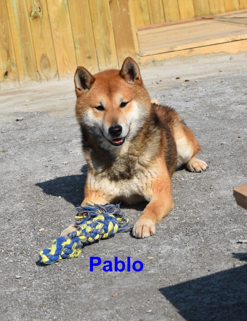 Pablo (Sans Affixe)