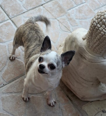Étalon Chihuahua - Nutsy Du Coeur Des Ténèbres