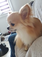Étalon Chihuahua - O'pépito Titre Initial